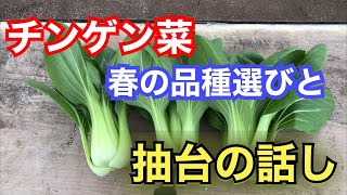 春のチンゲン菜品種選びと抽台の話し