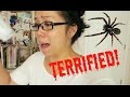 TERRIFIED OF SPIDERS! - May 08, 2015 -  ItsJudysLife Vlogs