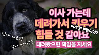 8개월에 파양된 강아지가 새로운 주인을 만났을때 해야될 일들...방울이의 새로운 가족 적응기#우리개연구소 #파양된강아지교육 #파양견입양