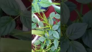 #గోరుచిక్కుడు #clusterbeans |మా terrace garden organic ClusterBeans #ytshorts #shorts #terracegarden