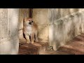 shiba puppies nikki chiots 24jul2020 j56