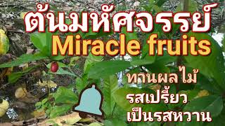 ต้นมหัศจรรย์ กินผลไม้รสเปรี้ยวเป็นรสหวาน | Miracle fruits | ep.1