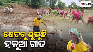 କ୍ଷେତରୁ ଶୁଭୁଛି ହଳୁଆ ଗୀତ || Agriculture || Good News