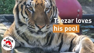 Splish Splash with tiger Tsezar at our FELIDA Big Cat Sanctuary