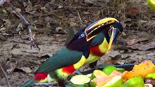 CHESTNUT-EARED ARACARI sounds (PTEROGLOSSUS CASTANOTIS), ARAÇARI-CASTANHO, Free birds in nature.