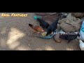 நாட்டு கோழி எடையை அதிகரிக்கும் உணவுகள் weight gaining foods for chicken in tamil real feathers