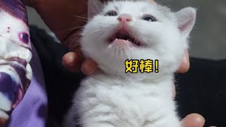 小奶猫被撸生气了咋办？我妈：夸一夸就好了 #萌宠 #猫咪 #撸猫