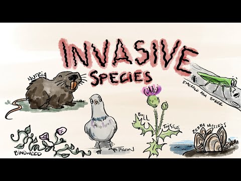 How are invasive plant species introduced?