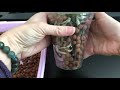 兰花 陶粒种植的详细过程 orchid in hydroponic expanded clay pebbles