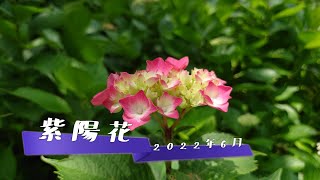 紫陽花　金山サクラ アジサイ園（福岡県）・響山地区公園（大分県）　2022年6月