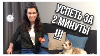 ВСЕ МИНУСЫ ЙОРКШИРСКИХ ТЕРЬЕРОВ ЗА 2 МИНУТЫ! - какие минусы у Йорков?😱