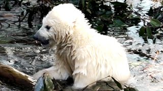 プールで遊ぶのが好き💗2021/3/24のホウちゃん# 2【天王寺動物園】