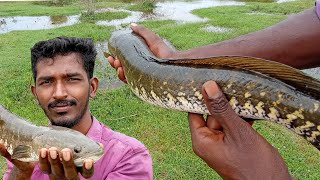 Snakehead Fish🐬 Hunding | Big Size Viraal Meen