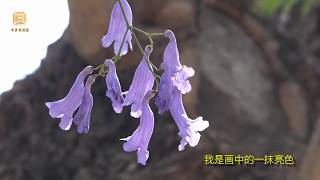 配乐诗朗诵《蓝花楹》Jacaranda （华夏电视台）