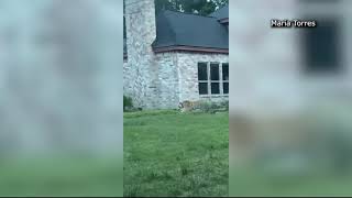 Tiger found roaming Houston, Texas neighborhood