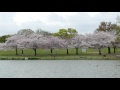 大仙公園の桜（２０１６年４月７日）