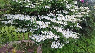 Beautiful white flowering shrub is a virburnum-Maple Tree -Rhododendron Flowers (Lovely)