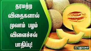 தரமற்ற விதைகளால் முலாம் பழம் விளைச்சல் பாதிப்பு | செய்தித் துளிகள் | PuthuyugamTV