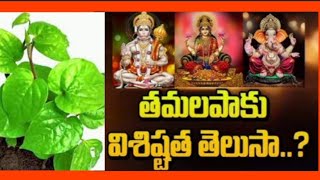 తమలపాకు ప్రాముఖ్యత # betel leaf