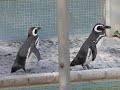 マゼランペンギン＠池田動物園