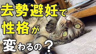 猫の性格が一変？避妊・去勢手術後に現れる驚きのメリットとデメリット【保護猫】