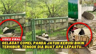 GELAGAT COMEL PANDA JATUH KERUSI BIKIN TERHIBUR, TENGOK DIA BUAT APA LEPASTU...