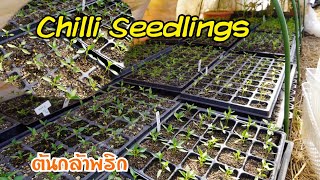 Chilli seedlings | อัพเดทต้นกล้าพริก ที่เพาะแยกอนุบาลจากปี2019