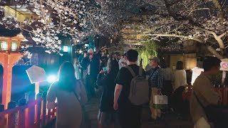 【2024年3月31日】外国人観光客も感動する祇園白川桜ライトアップ 美しい京都桜 | kyoto japan walk sakura,