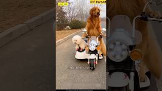 बोबो Part-12 Story Of Helping Good Dog 😊 | The dogs are cute and funny | Hindi Fun #dog #shorts