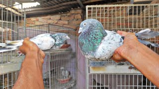 সবচেয়ে বড় গিরিবাজ কবুতর . Giant racing pigeon