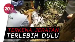 Bangkai Harimau Sumatera Ditemukan Tergantung di Hutan