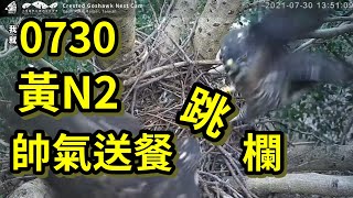 20210730 黃N2阿母 帥氣送餐跳欄  - 大安森林公園鳳頭蒼鷹育雛直播