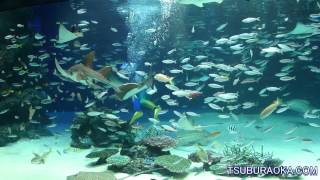 サンシャイン水族館 大水槽パフォーマンス