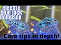 Electric Blue Jack Dempsey Cichlid | In Depth: Care Tips |