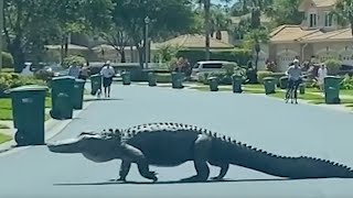 MASSIVE Gator Seen Crossing Road in Upscale Florida Community as Neighbors Gather to Watch