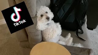 Quincy Dog Tik Tok Compilation #2