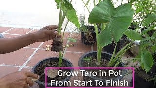 How To Grow Taro In Pot From Start To Finish
