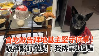 貪吃汪堅守地基主供桌🤤緊盯雞腿：我排第1個喔！｜寵物動物｜狗｜精選影片