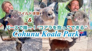 【パース観光】Kohunu Koala Park | 行く価値有り!! コアラと撮影♡