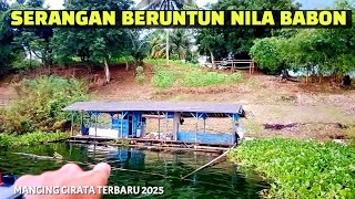 DETIK DETIK .. 😱 SERANGAN BERUNTUN NILA BABON MANCING CIRATA TERBARU 2025