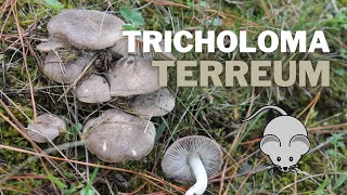 Tricholoma terreum | LA RATONA ¿Comestible?