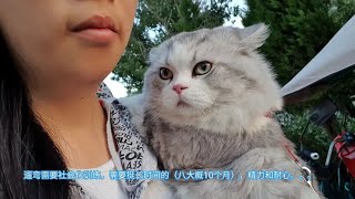 怂猫逛菜市场耳朵都吓没了，在家咬麻麻的狠劲哪里去了窝里横实锤