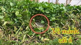 Câu Cá Mè Vinh Mùa Nước Nổi - Giật Liên Tục Nhìn Ghiền | Fishing Miền Tây