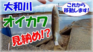 【1月　大和川オイカワ小物釣り】寒バエ・ヤバイ!？短竿で狙うも1月でオワコン！？　大阪釣り　関西釣り　初心者　淡水