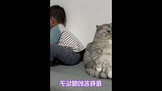 根据猫猫的肉垫，看看你家猫咪是什么性格 #001