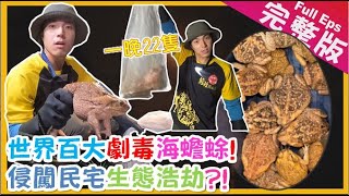 【中台灣】劇毒海蟾蜍｜抓蝦猴抓到跌進潮間帶/鹿港必嘗炸蝦猴創新吃法/恐怖外來種危害生態/世界最大海蟾蜍《世界第一等》1030集完整版Taiwan EP.1030 EngSub