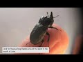 rugose stag beetle