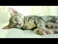 Усыпляющее кошачье мурлыканье.cats. relax. Релакс. Расслабляющие звуки. Живой антистресс. sleep asmr