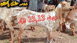 Madrasa Bakra Mandi Pakistan makhi cheeni Pata ka frash rate | Pure makhi cheeni breed of Pakistan