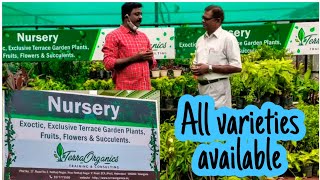 163 - All variety plants at one place ఇక్కడ ఒకేచోట అన్నీ దొరుకుతాయి #terraorganics